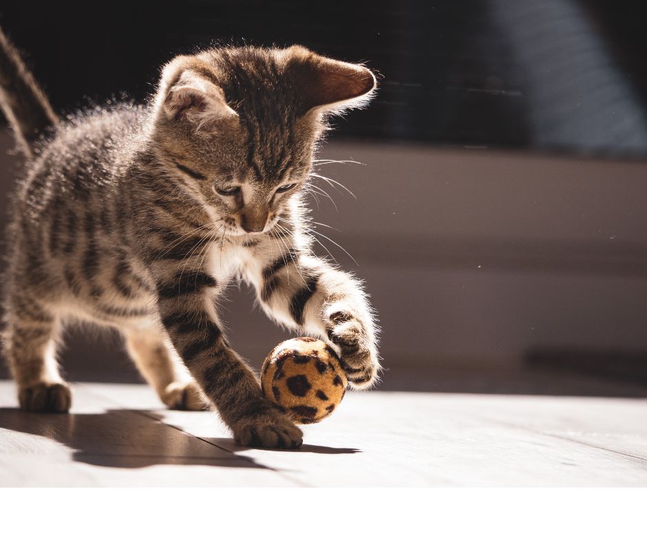 Roman Just – Hobbys – Spielende Katze